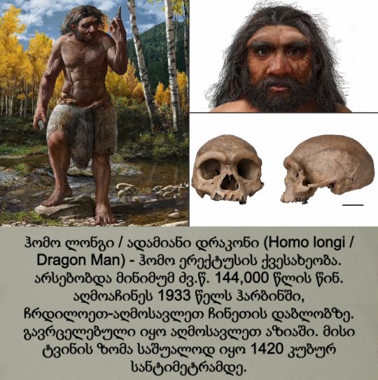 ჰომო ლონგი / Homo longi
