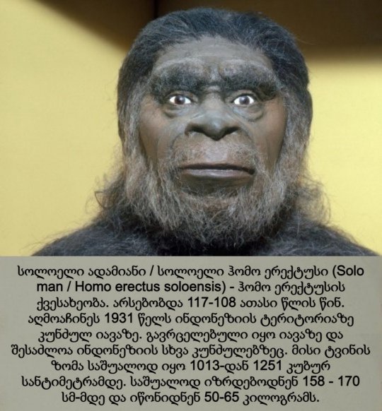 სოლოელი ადამიანი / სოლოელი ჰომო ერექტუსი / Solo Man / Homo erectus soloensis
