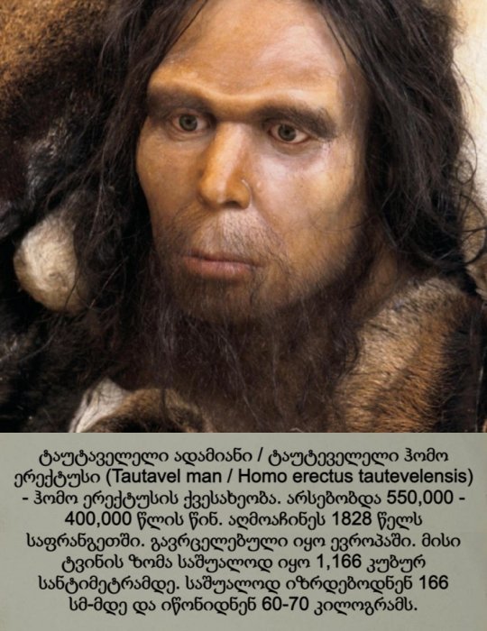 ტაუტაველელი ადამიანი / ტაუტაველი ჰომო ერექტუსი / Tautavel Man / Homo erectus tautavelensis