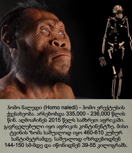 ჰომო ნალედი / Homo naledi