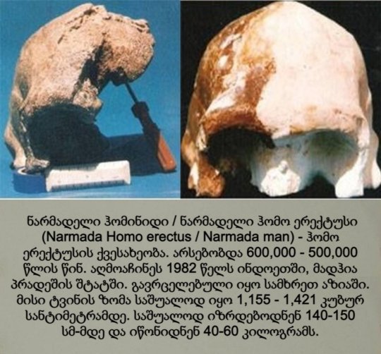 ნარმადელი ადამიანი / ნარმადელი ჰომო ერექტუსი / Narmada Man / Homo erectus narmadensis