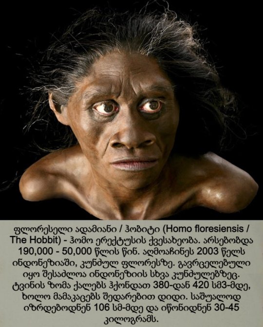 ფლორესელი ადამიანი / ჰობიტი / Homo floresiensis / The Hobbit