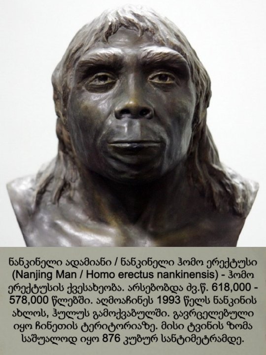 ნანკინელი ადამიანი / ნანკინელი ჰომო ერექტუსი / Nanjing Man / Homo erectus nankinensis