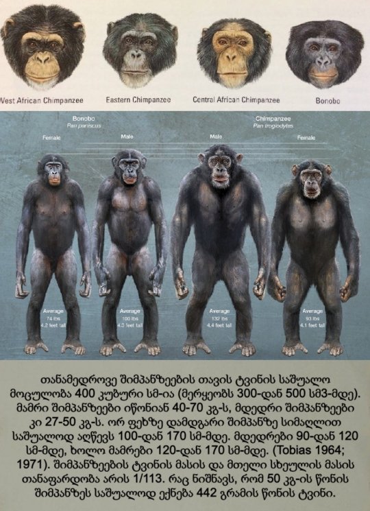 შიმპანზეები