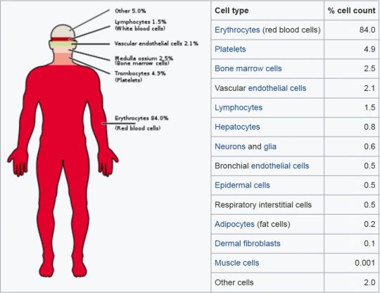 ადამიანის უჯრედების ტიპების სრული სია