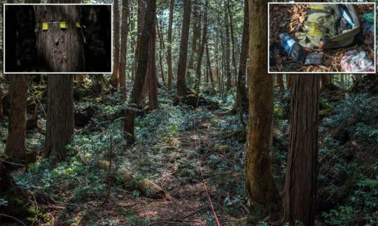 აოკიგაჰარა - თვითმკვლელთა ტყე იაპონიაში-საინტერესო ფაქტები უძველესი და საზარელი ადგილის შესახებ
