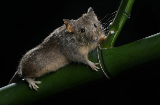 ჩინელებმა თაგვების ქრომოსომების რაოდენობა ხელოვნურად წარმატებით შეცვალეს