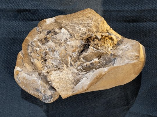380 მილიონი წლის წინანდელ ნამარხში სრულყოფილად შემონახული გული და სხვა ორგანოები აღმოაჩინეს