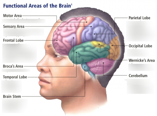 ტვინში ფუნქციათა ლოკალიზაციის კონცეფცია
