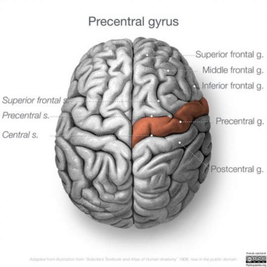 წინა ცენტრალური ხვეული (gyrus precentralis)