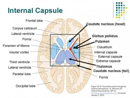 შიგნითა კაფსულა (capsula interior)