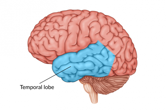საფეთქლის წილი (Temporal lobe)