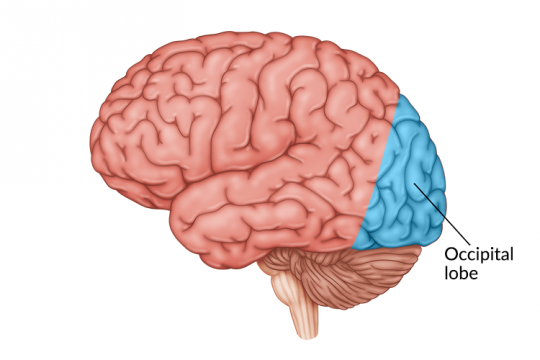 კეფის წილი (Occipital lobe)