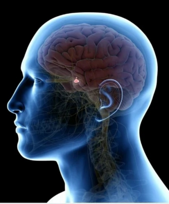 ჰიპოფიზი (ტვინის დანამატი იგივე ტვინის ქვედა დანამატი; Pituitary gland)