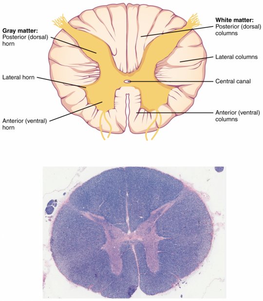 ზურგის ტვინის რუხი ნივთიერების წინა,  უკანა და გვერდითი რქები