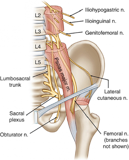 წელის წნული (Lumbar plexus)