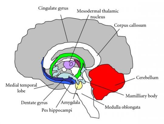 დაკბილული ხვეული (gyrus dentatus)