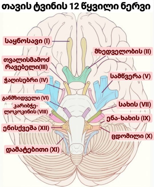 თავის ტვინის ნერვები - 12 წყვილი ნერვი