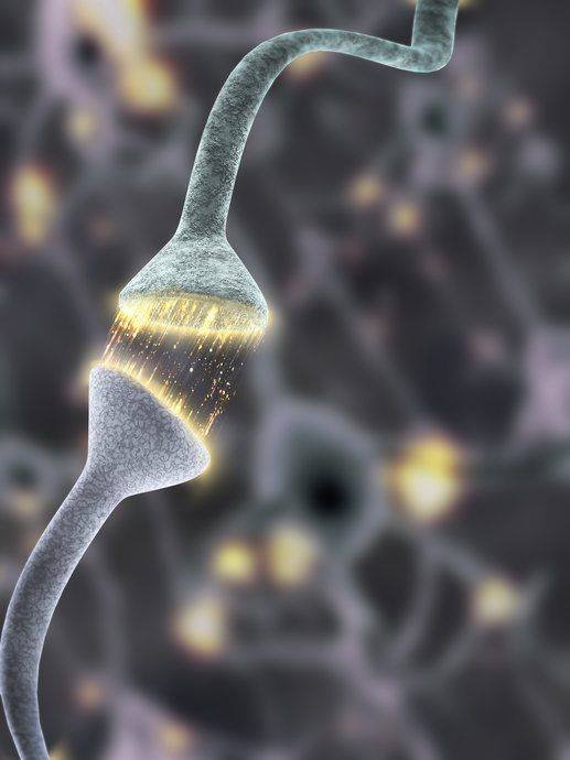 სინაფსი - კავშირი ნერვულ უჯრედებს შორის ინფორმაციის გადასაცემად