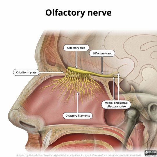 ყნოსვის ნერვი (nervus olfactorius / olfactory nerve) - თავის ტვინის I წყვილი ნერვი