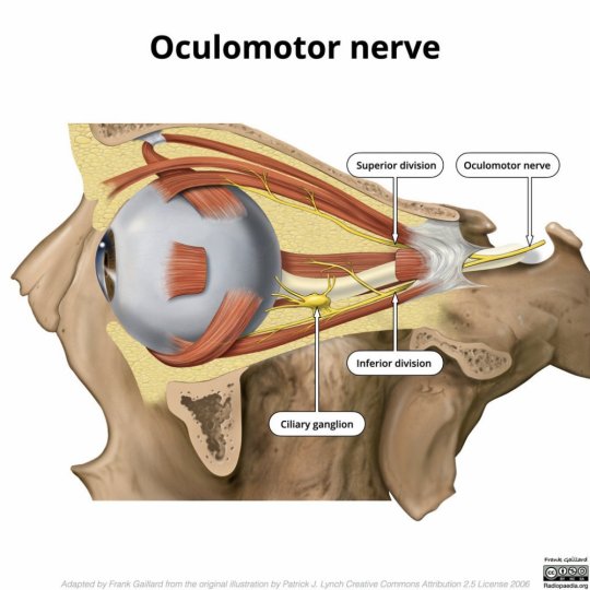  თვალის მამოძრავებელი ნერვი (nervus oculomotorius / Oculomotor nerve) - თავის ტვინის III წყვილი ნერვ