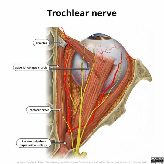  ჭაღისებრი ნერვი (nervus trochlearis / Trochlear nerve) - თავის ტვინის IV წყვილი ნერვი.