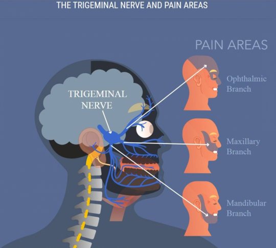  სამწვერა ნერვი (nervus trigeminus / Trigeminal nerve) - თავის ტვინის V წყვილი ნერვი.