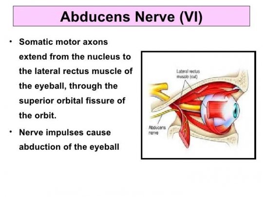 განმზიდველი ნერვი (nervus abducens / Abducens nerve) - თავის ტვინის VI წყვილი ნერვი.