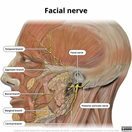  სახის ნერვი (nervus facialis / Facial nerve) - თავის ტვინის VII წყვილი ნერვი.