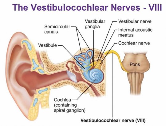  კარიბჭე-ლოკოკინის ნერვი / ვესტიბულო-კოხლეარული ნერვი (nervus vestibulocochlearis / Auditory-vestibu