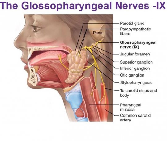 ენა-ხახის ნერვი (nervus glossopharingeus / Glossopharyngeal nerve) - თავის ტვინის IX წყვილის ნერვი.
