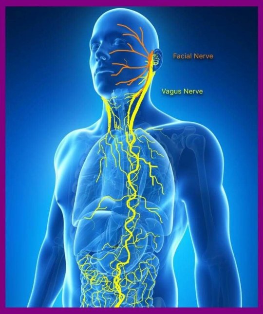 ცთომილი ნერვი (nervus vagus / Vagus nerve) - თავის ტვინის X წყვილის ნერვი.