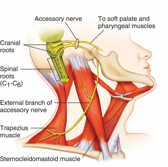  დამატებითი ნერვი (nervus accessorius / Accessory nerve) - თავის ტვინის XI წყვილი ნერვი.