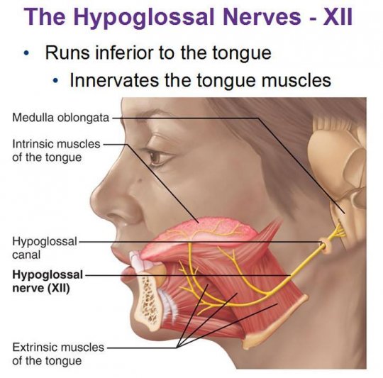  ენისქვეშა ნერვი (nervus hypoglossus / Hypoglossal nerve) - თავის ტვინის XII წყვილი ნერვი.