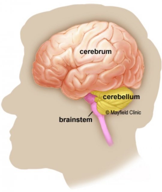 თავის ტვინის 3 მთავარი ნაწილი: დიდი ტვინი,  ნათხემი და ტვინის ღერო