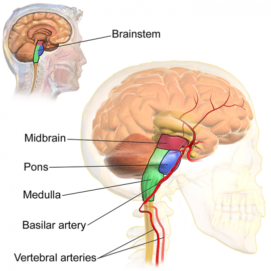 ტვინის ღერო (Brainstem) კი იყოფა 3 წილად: შუა ტვინი,  ხიდი და მოგრძო ტვინი.