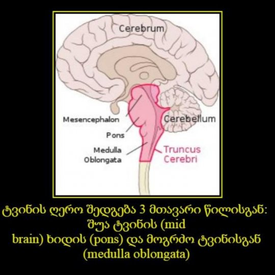 ტვინის ღერო (Brainstem) კი იყოფა 3 წილად: შუა ტვინი,  ხიდი და მოგრძო ტვინი.