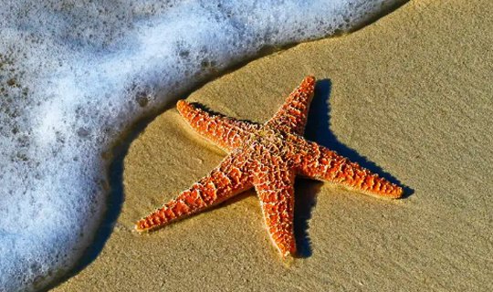 მეცნიერებმა მრავალსაუკუნოვანი საიდუმლო ამოხსნეს და   ზღვის ვარსკვლავს თავი მდებარეობა დაადგინეს
