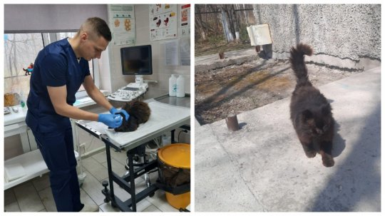 რუსეთში აღმოაჩინეს კატა,რომელიც ვეტკლინიკას წელიწადში ერთხელ თავად აკითხავს