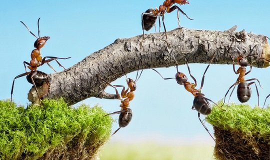 როგორ გავთავისუფლდეთ ჭიანჭველებისაგან