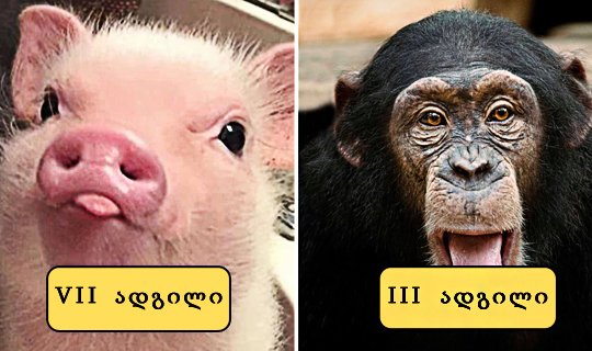 ყველაზე ჭკვიანი ცხოველები   –  ტოპ 10 , AZ  Animals–ის ვერსიით