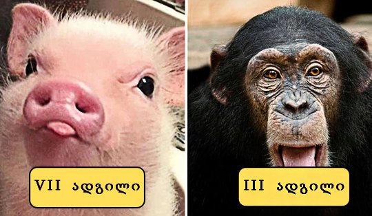 ყველაზე ჭკვიანი ცხოველები   –  ტოპ 10, AZ  Animals–ის ვერსიით