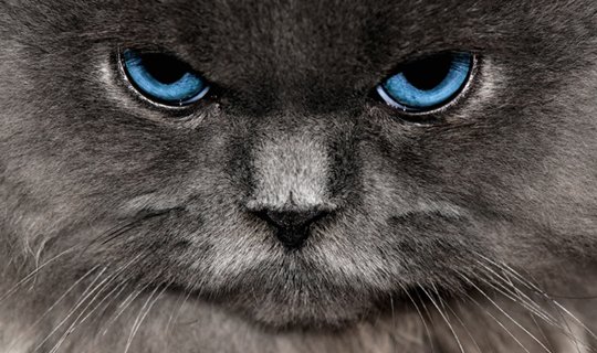 რატომ  უგულებელყოფენ კატები ადამიანებს და  რომელია ყველაზე ძლიერი ტკივილგამაყუჩებელი? – მეცნიერების აღმოჩენები