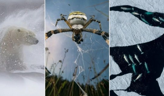 საოცარი ველური ბუნება: 15 ფოტო BigPicture Natural World 2025-ის დაჯილდოებიდან