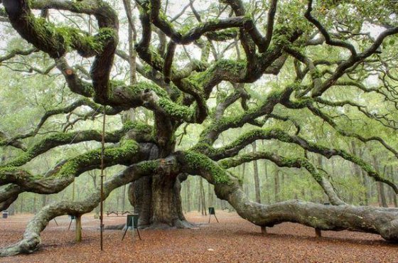 ეს ხე 1500 წლისა