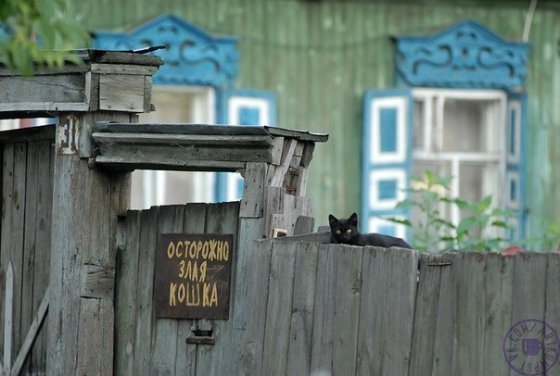 რას არ ნახავ და გაიგებ რუსეთში–ეზოში არც მეტი და არც ნაკლები ავი კატაა!