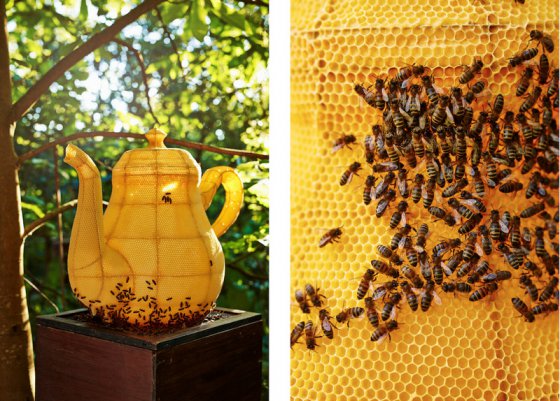 ფუტკრების მიერ შექმნილი ხელოვნების ნიმუში