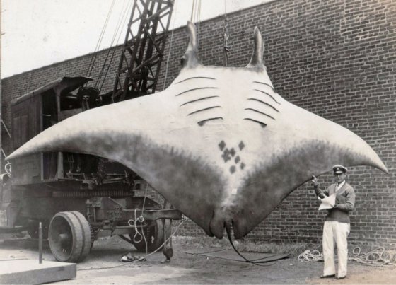 უნიკალური ისტორიული ფოტო-გიგანტური  ზღვის  ეშმაკი, რომელიც 1933 წელს დაიჭირეს