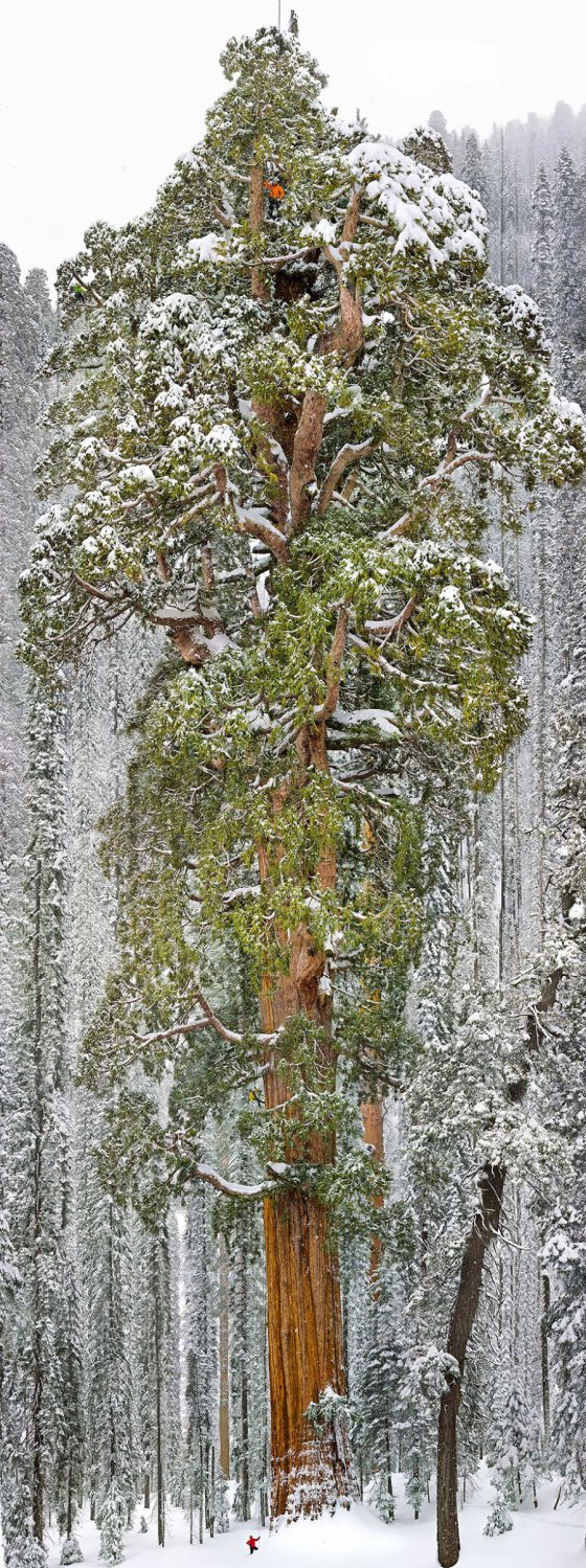 ყველაზე ბებერი ხე დედამიწაზე
