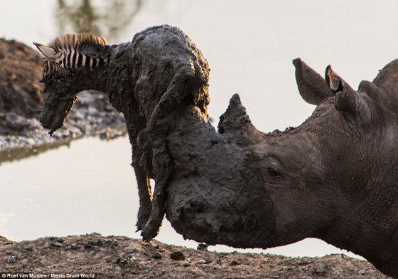 კიდევ ერთი სასწაულია, როცა ლაფში ჩავარდნილ ზებრას სიკვდილისგან იხსნის Huge rhino